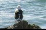La Gaviota