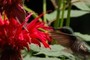 Bird   Flower