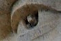 GW Eye