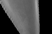 88537-210x140