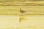 Sea Bird