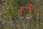Wildflowers
