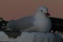 seagull