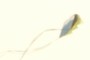 Kite
