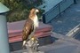boston eagle?