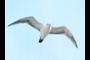seagull