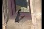 Black rat