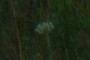 Queen Anne's Lace