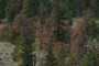 Brown evergreen?