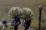 Frailejon