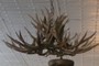 Antler Chandelier