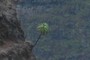 lone tree...