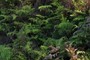 Palapalai Fern