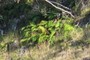 Amau Fern