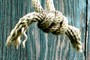 Knot
