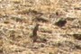 Ground Squirrel