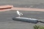A Bird