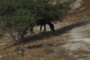 horse grazing