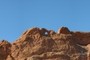 Kissing Camels