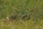 Any idea?
