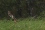 swooping