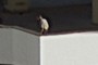Man on the roof