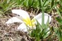 White flower