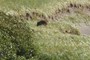 Bear?