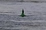 Buoy