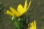 Blooming Erica?