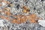 Orange Lichen
