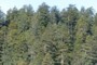 lovely ridgetop forest