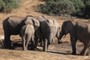 Elephants at drink