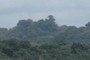 Canopy of the rain forest