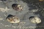 Common limpets