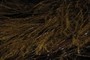 Japweed (Sargassum muticum)
