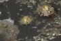 Common limpet (Patella vulgata)
