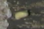 Dog whelk (Nucella lapillis)