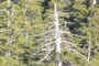 dead-topped redwood with huckleberry