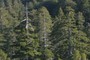 dead-topped and live-topped redwoods