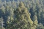 nearly perfect treetop