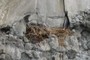 raptor nest