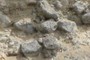 Rounded vesicular basalt
