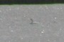 Swan