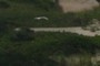 Northern Harrier?