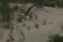 Northern Harrier?