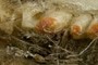 Shrew jaw