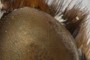 Head of Butterfly