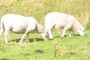 Sheep !