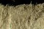 Worn Fibers